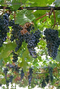 Grapes on a vine