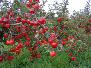apple tree
