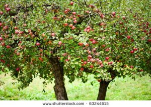 Apple trees