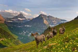 Glacier National Park wildlife