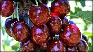 Bing cherries