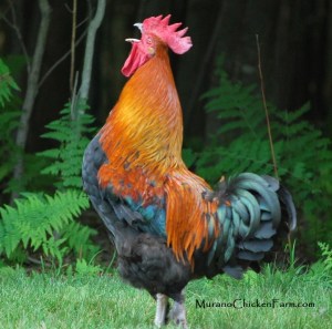 Rooster Crowing