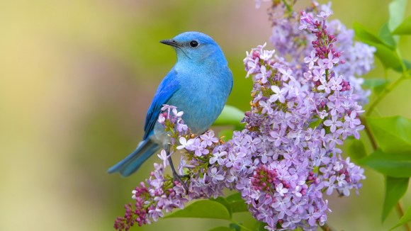 Birds and spring flowers