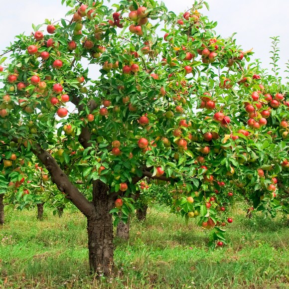 Fruitful tree