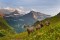 Mountain goats in&nbsp;Glacier