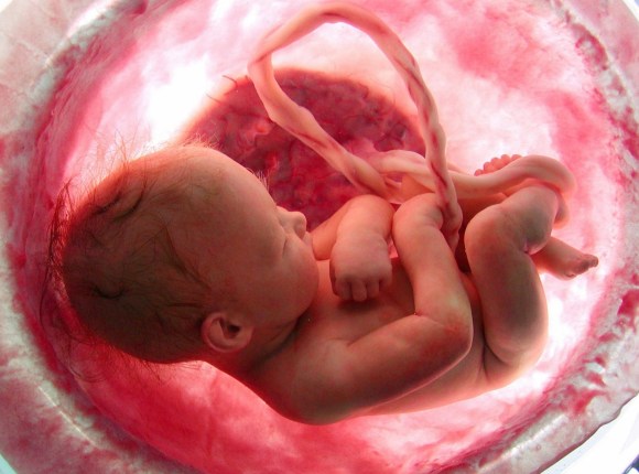 Baby in the womb