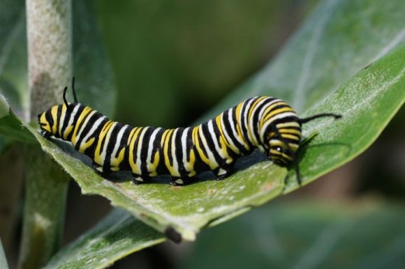 Caterpillar