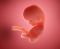 fetus at 8&nbsp;weeks